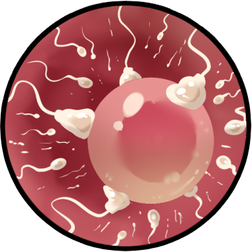 :ovum: